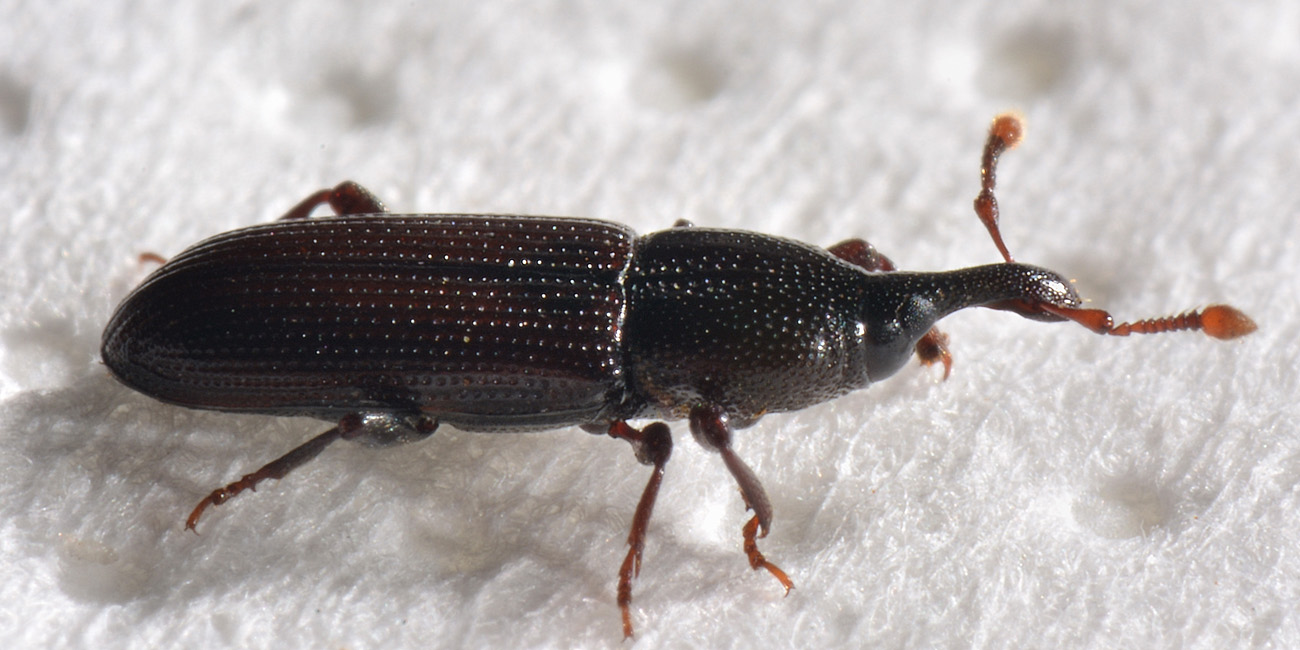 Curculionidae: Cossonus linearis